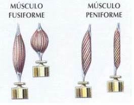 Músculos peniformes e fusiformes